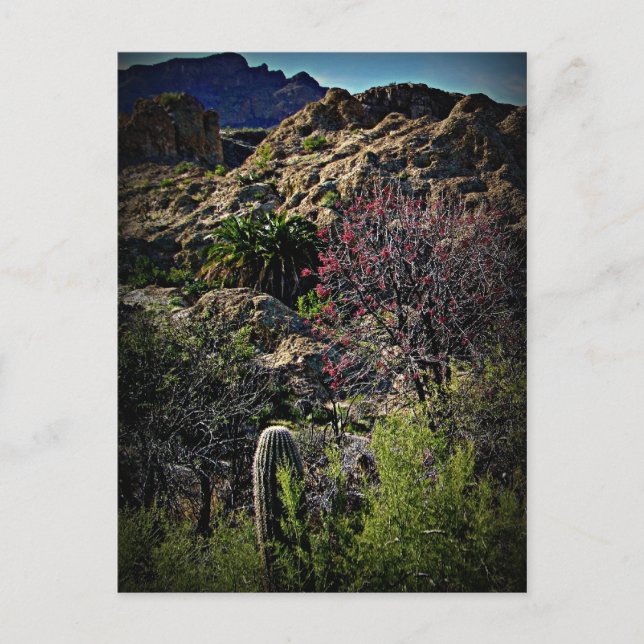 Postal Arboreto de Boyce Thompson (Anverso)