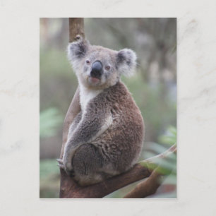 Postal arbusto arbóreo del oso de koala Aussie en el exte