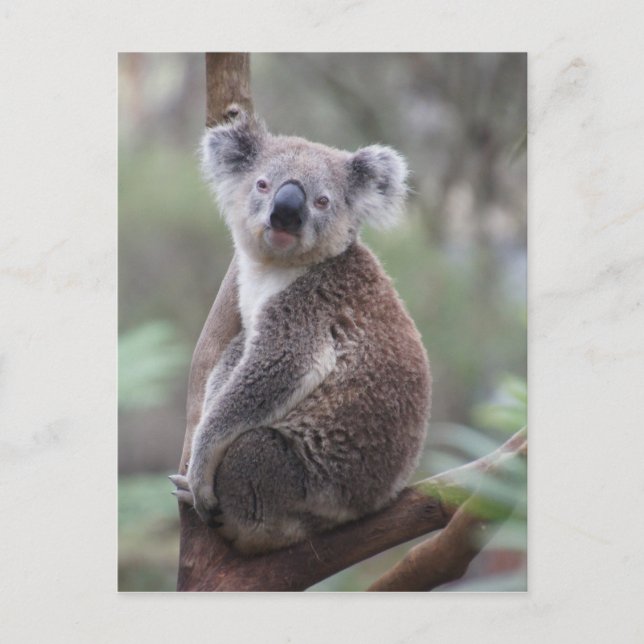 Postal arbusto arbóreo del oso de koala Aussie en el exte (Anverso)
