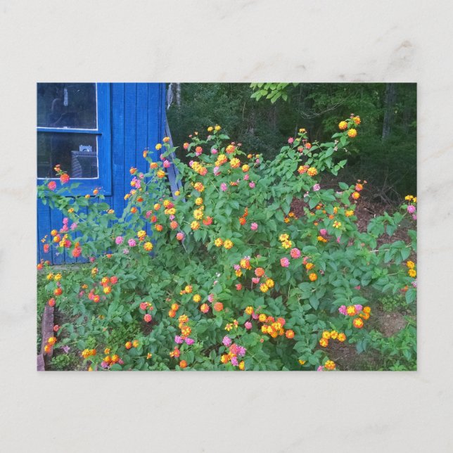 Postal Arbusto de lantana (Anverso)