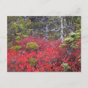 Postal Arbustos de arándanos y pinos