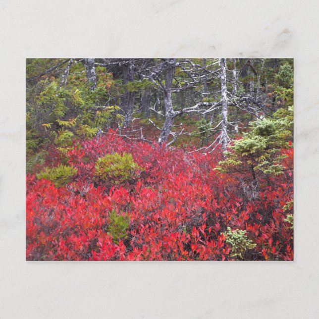 Postal Arbustos de arándanos y pinos (Anverso)