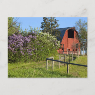 Postal Arbustos de lilas en flor y urracas en los árboles