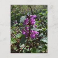 Arcángel morado (púrpura de lamio) en floración