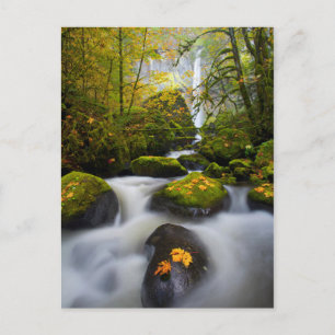 Postal Arce de hoja grande de McCord Creek Columbia Gor