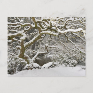 Postal Arce japonés cubierto de nieve