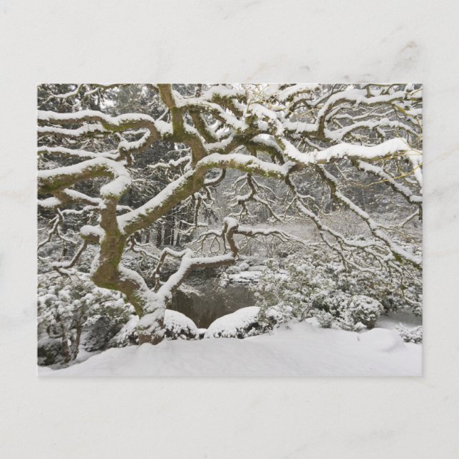 Postal Arce japonés cubierto de nieve (Anverso)