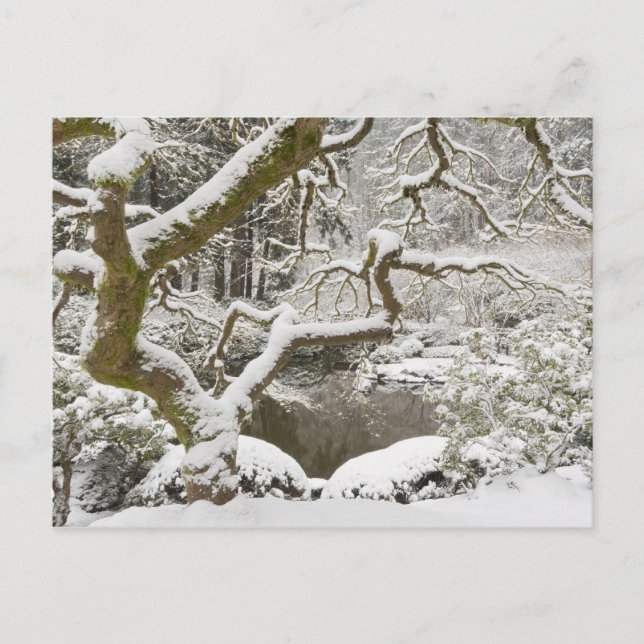 Postal Arce japonés cubierto de nieve (Anverso)