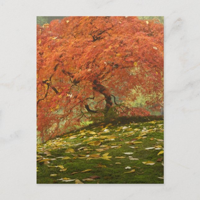 Postal Arce japonés en color de otoño (Anverso)