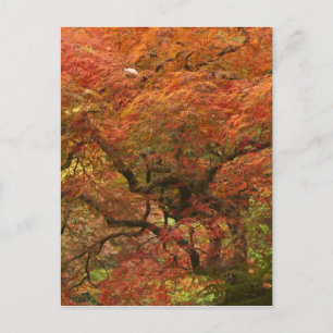 Postal Arce japonés en color de otoño