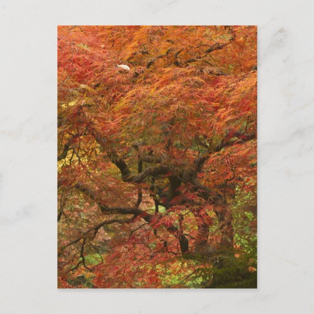 Postal Arce japonés en color de otoño (Anverso)