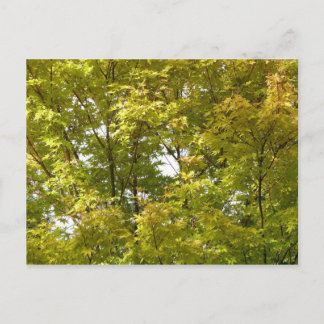 Postal Arce Japonés en Otoño