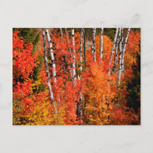 Postal Arce Rojo (Acer Rubra) Y Álamos