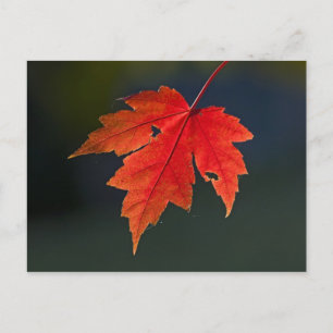 Postal Arce rojo Acer rubrum) hoja roja en otoño,