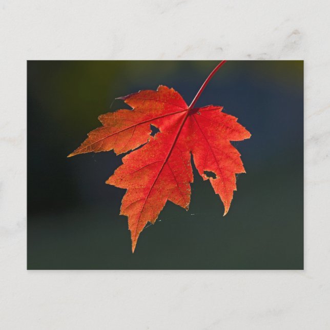 Postal Arce rojo Acer rubrum) hoja roja en otoño, (Anverso)