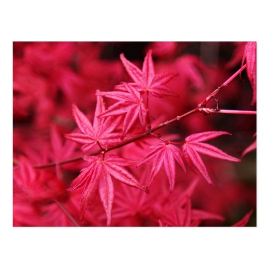Postal Arce rojo japonés