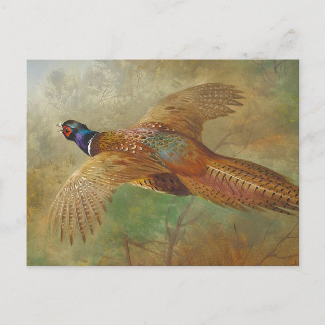 Postal Archibald Thorburn Fheasant CC0583 (Anverso)