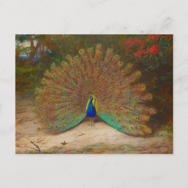 Postal Archibald Thorburn Peacock Bella Artes (Anverso)