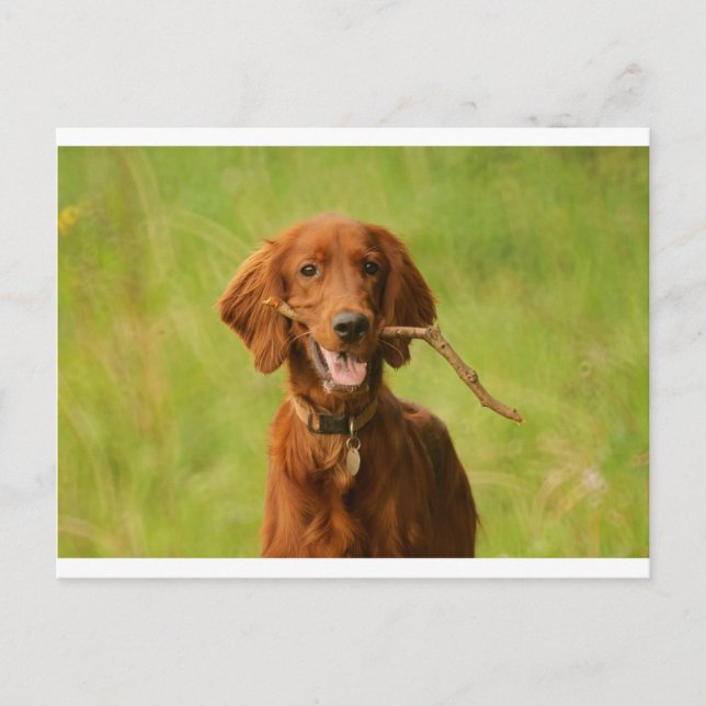 Postal Archie (Anverso)