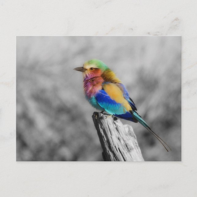 Postal Arcoiris (Anverso)