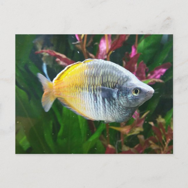 Postal Arcoiris de Boesemani (Anverso)