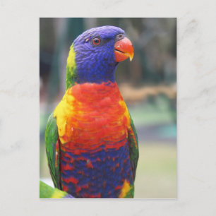 Postal Arcoiris Lorikeet (Trichoglossus haematodus 2