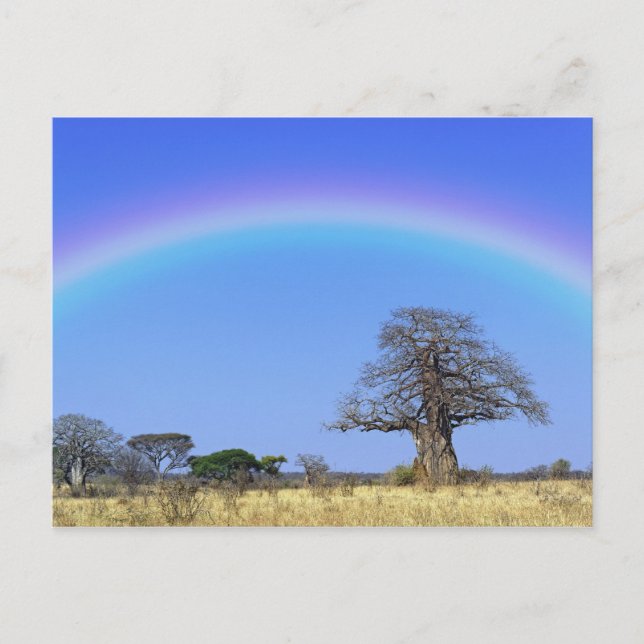 Postal Arcoíris y baobab africano, Adansonia (Anverso)