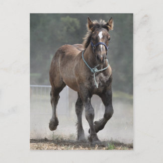 Postal Ardennes foal