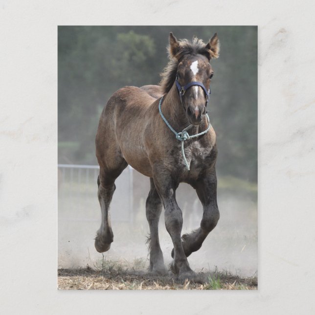Postal Ardennes foal (Anverso)