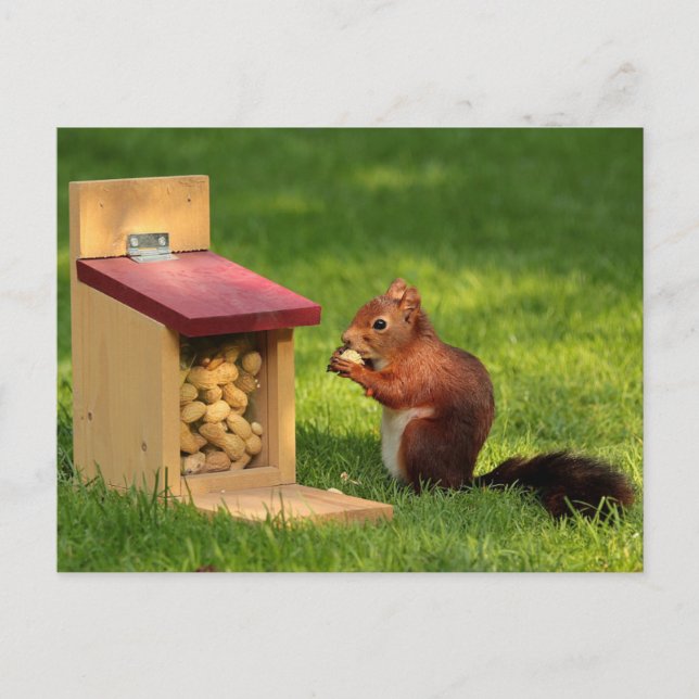 Postal Ardilla (Anverso)