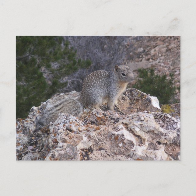 Postal Ardilla (Anverso)