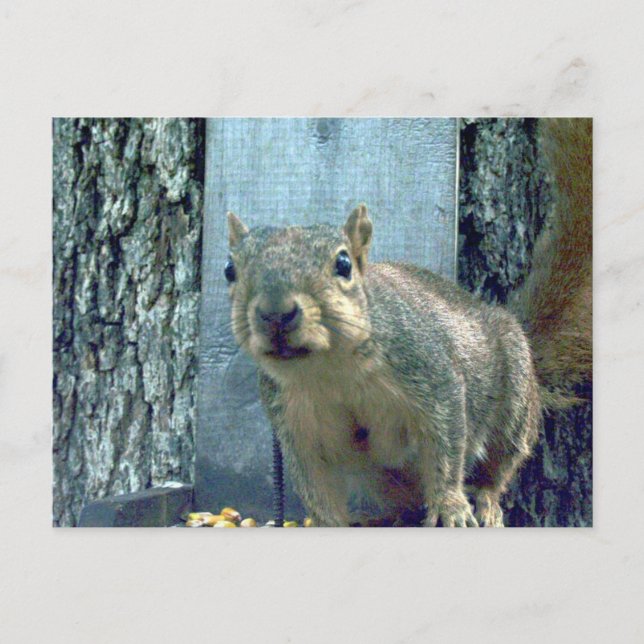 Postal Ardilla (Anverso)