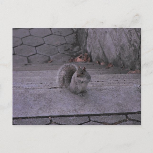 Postal Ardilla (Anverso)