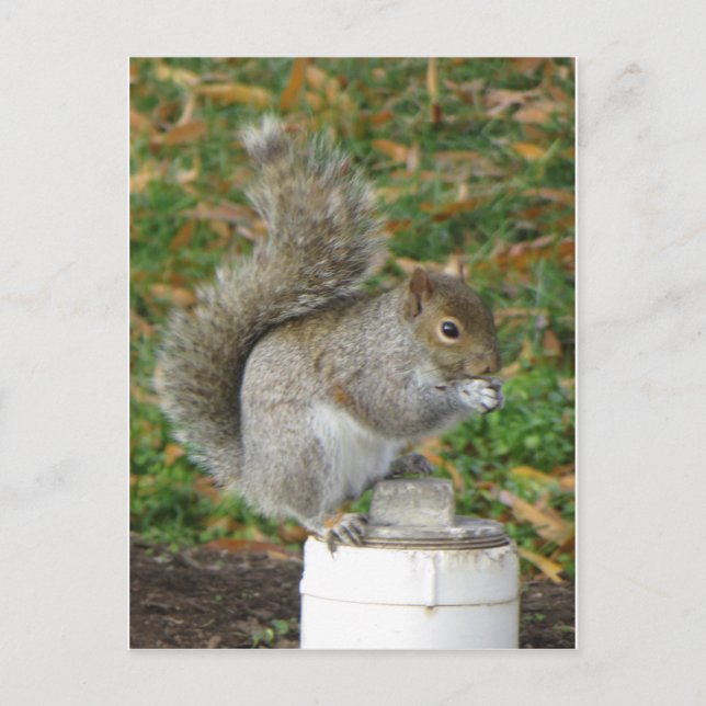 Postal Ardilla (Anverso)