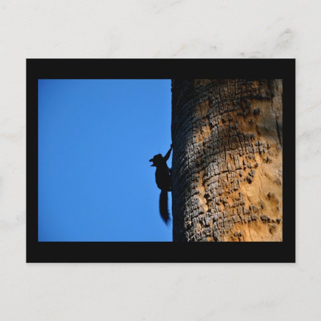 Postal Ardilla (Anverso)