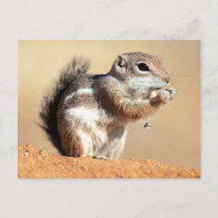 Postal ardilla antílope de Harris (Ammospermophilus)