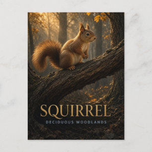 Postal Ardilla Bosques Caducifolios Vida Silvestre ANIMAL