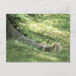Postal ardilla buscando nueces