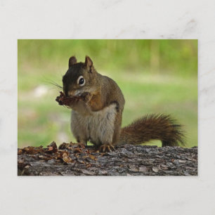 Postal Ardilla comiendo cono