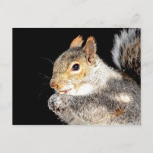 Postal Ardilla comiendo una nuez