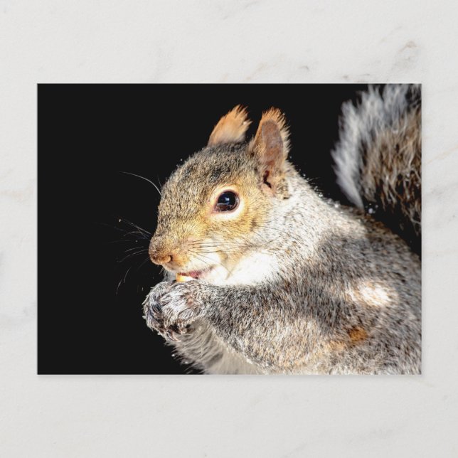 Postal Ardilla comiendo una nuez (Anverso)