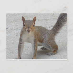 Postal Ardilla curiosa