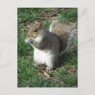 Postal Ardilla de alimentación