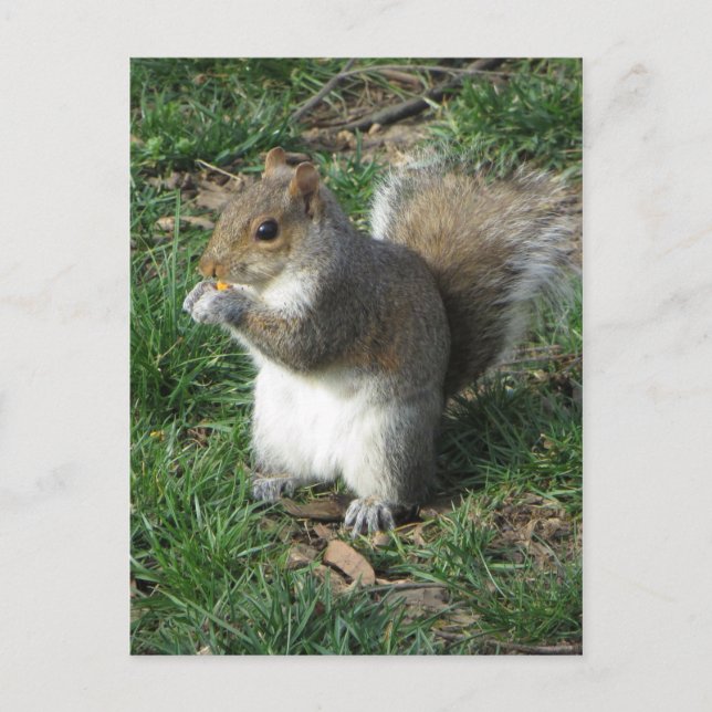 Postal Ardilla de alimentación (Anverso)