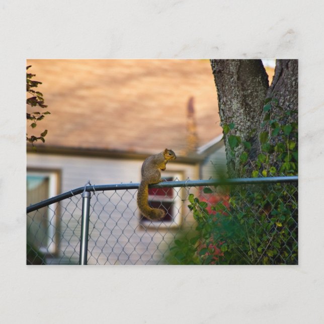 Postal Ardilla de cerco / Eichhörnchen am Zaun (Anverso)