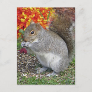 Postal Ardilla de comer