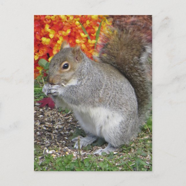 Postal Ardilla de comer (Anverso)