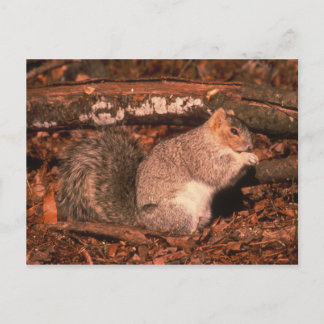 Postal Ardilla de Fox de la península de Delmarva
