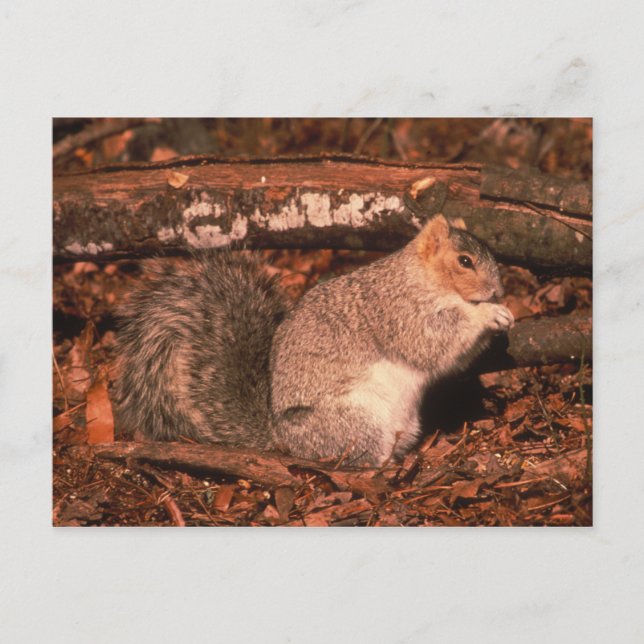 Postal Ardilla de Fox de la península de Delmarva (Anverso)