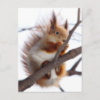 Ardilla de Furio Rojo con un Hazelnut